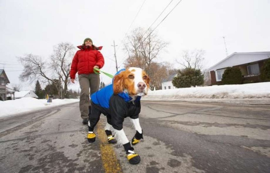 5 tips to protect your pets from winter