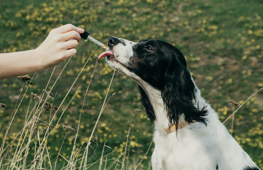 Real CBD Oil For Dogs To Reduce Pain