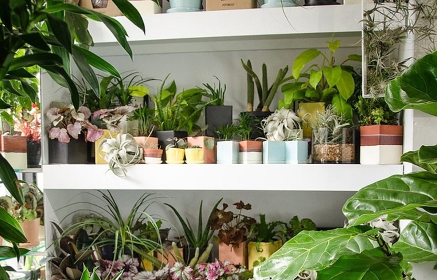 Buy Houseplants