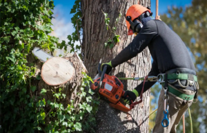 Tree Pruning